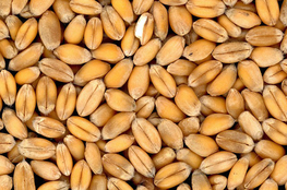 Описание изображения