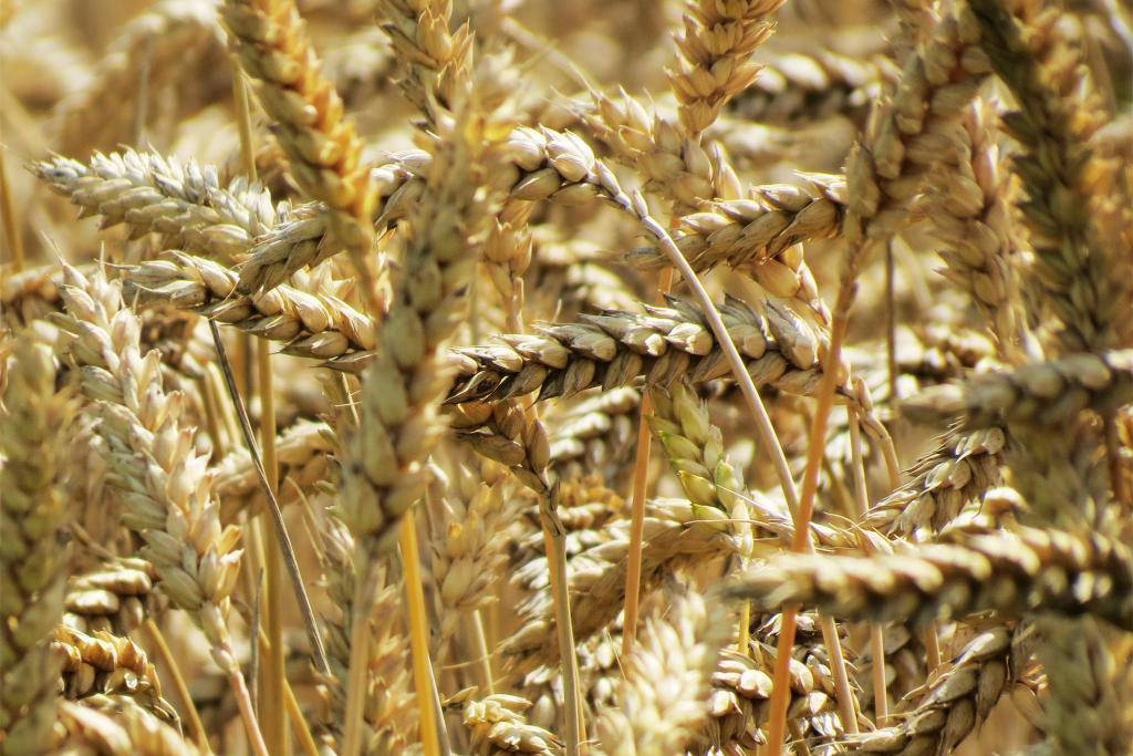 Пшеница 